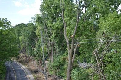 Tree tops along a power line